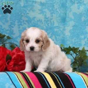 Kalvin, Cavalier King Charles Mix Puppy